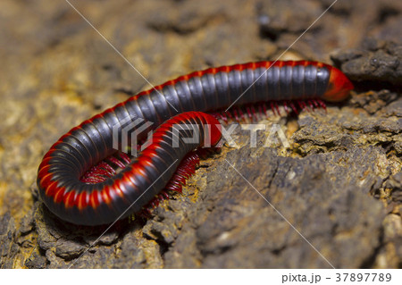 Red millipede, DiplopodaLocation:- Pondicherry 37897789
