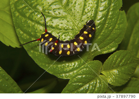 Butterfly Caterpillar. Aarey Milk Colony, Mumbai 37897790