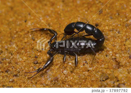 Scorpion. Orthochirus's sp. Tamilnadu 37897792