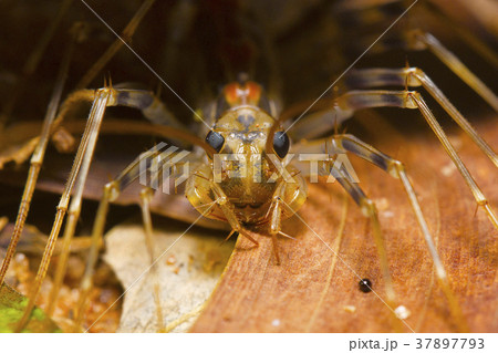 Long legged centipede, Scutigera coleoptrata 37897793