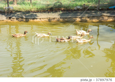 Group of duck swimming in the marsh 37897976