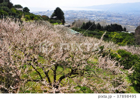 小田原市　曽我丘陵の満開白梅と小田原方面眺望 37898495