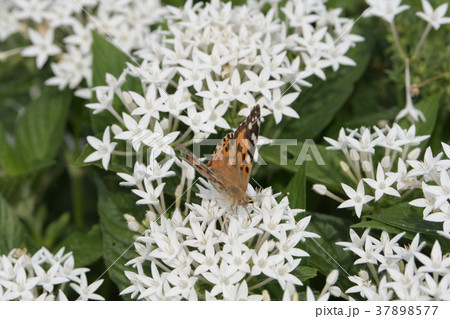 ペンタスの花に止まるツマグロヒョウモンc 37898577