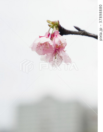 桜 さくら サクラ 37898880