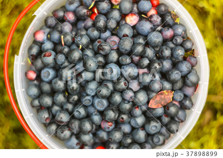 Wild blueberry in summer forest. Wild blueberry in summer forest. 37898899
