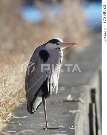 沼地の青鷺 37899032