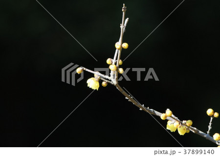 黒背景のロウバイの花 37899140