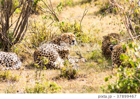 cheetah lying in the shade of a bush  37899467