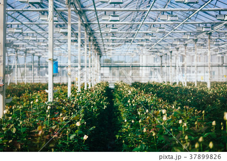 Greenhouse roses growing under daylight. 37899826