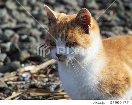 見つめる仔猫 見つめる仔猫 37900477