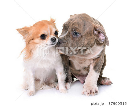 puppy american staffordshire terrier and chihuahua 37900516