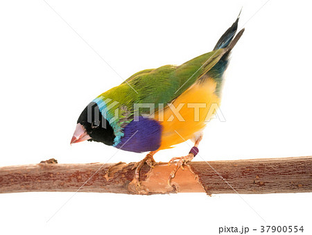 Gouldian finch in studio Gouldian finch in studio 37900554