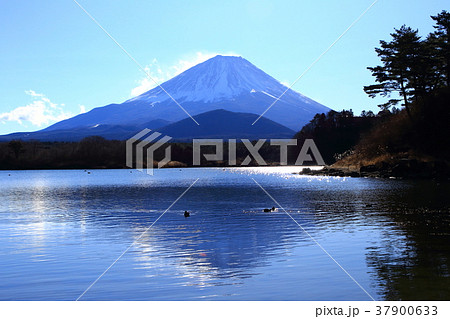 富士山と精進湖の朝 富士山と精進湖の朝 37900633
