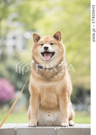 新緑背景の笑顔の柴犬の写真素材
