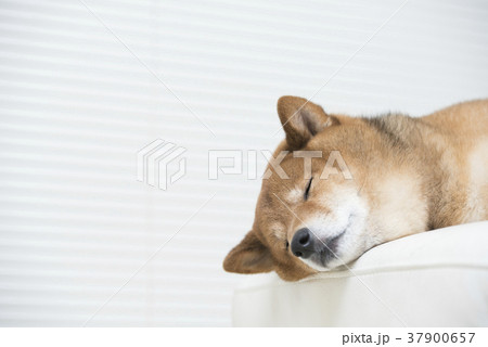 眠るかわいい柴犬 37900657