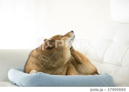 リラックスするかわいい柴犬 リラックスするかわいい柴犬 37900660