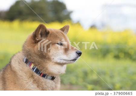 菜の花バックの柴犬の横顔の写真素材