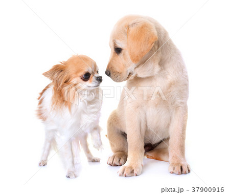 puppy labrador retriever and chihuahua 37900916