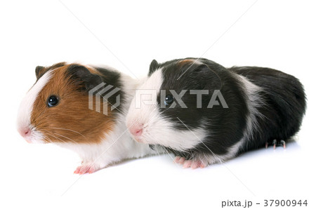 guinea pigs in studio 37900944
