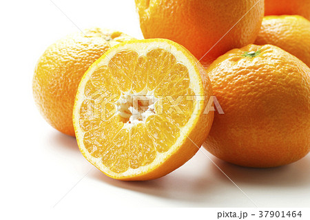 伊予柑10 37901464