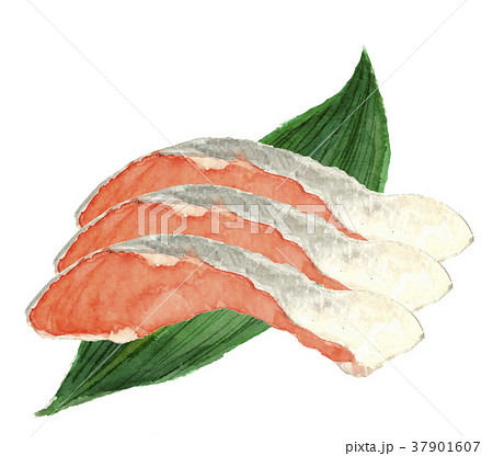 鮭 切り身 三切れのイラスト素材