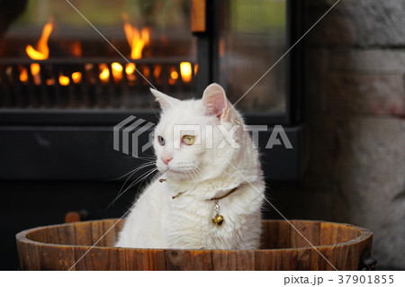 暖炉で暖をとる猫 暖炉で暖をとる猫 37901855
