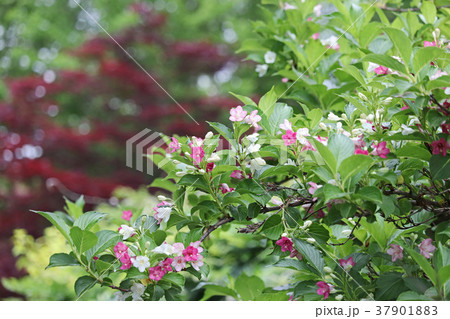 白桃赤と混在する美しいハコネウツギ 37901883
