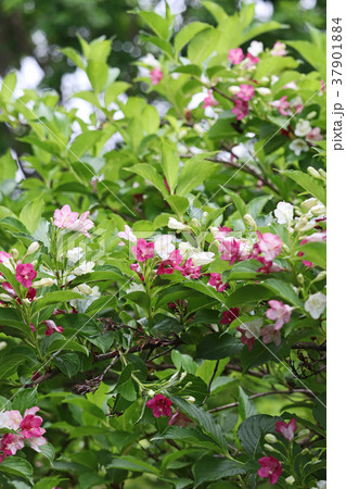 白桃赤と混在する美しいハコネウツギ 白桃赤と混在する美しいハコネウツギ 37901884