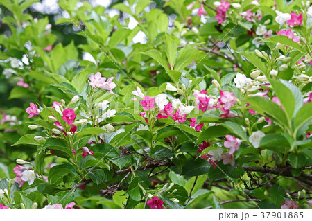 白桃赤と混在する美しいハコネウツギ 37901885
