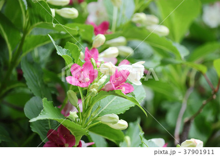 白桃赤と混在する美しいハコネウツギ 白桃赤と混在する美しいハコネウツギ 37901911
