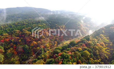紅葉 紅葉 37901912