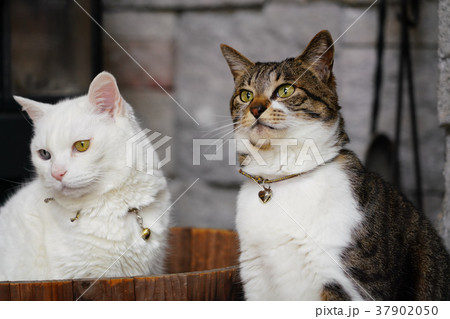 暖炉で暖をとる2匹の猫 37902050