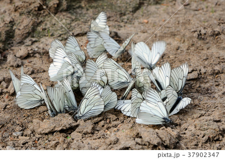 White butterfly White butterfly 37902347
