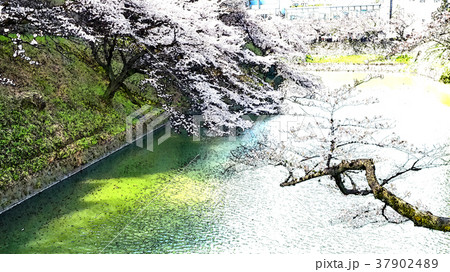 桜 さくら サクラ 37902489