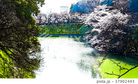 桜 さくら サクラ 37902493