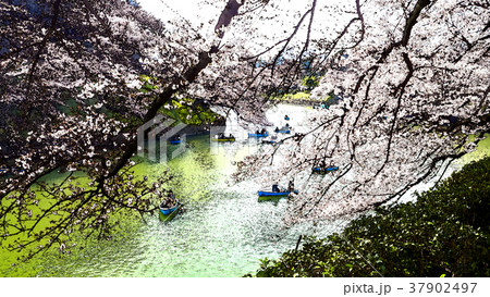 桜 さくら サクラ 37902497