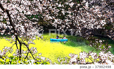 桜 さくら サクラ 37902498