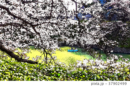 桜 さくら サクラ 37902499