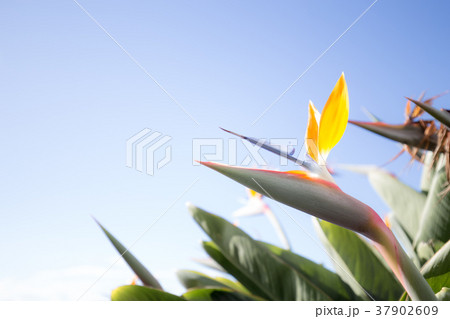 マデイラ島のストレリチア(極楽鳥花) マデイラ島のストレリチア(極楽鳥花) 37902609