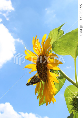 夏の風景(ヒマワリ) 夏の風景(ヒマワリ) 37903145