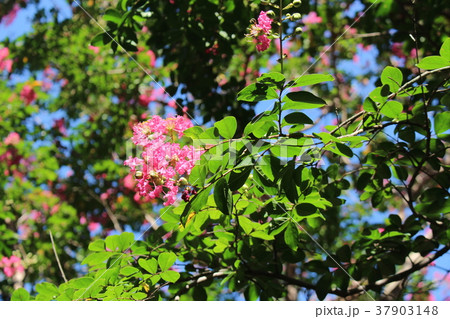 サルスベリの花 サルスベリの花 37903148