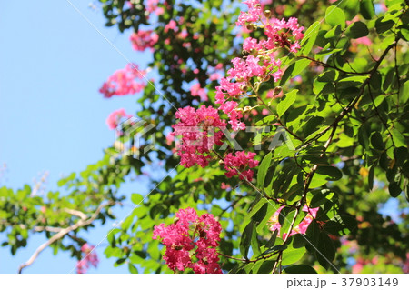 サルスベリの花 37903149