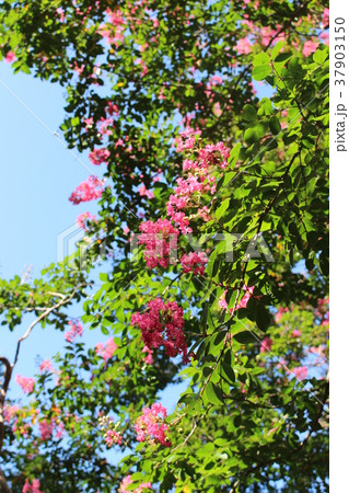 サルスベリの花 サルスベリの花 37903150