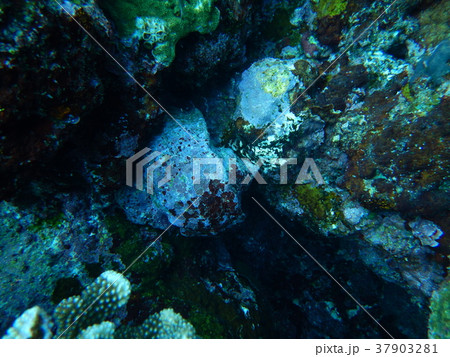 ヤコウガイ ヤコウガイ 37903281