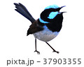 小鳥 37903355