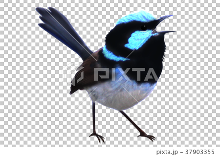 一隻鳥 37903355