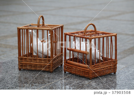 white doves in a wooden cage white doves in a wooden cage 37903508
