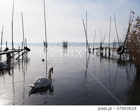 白鳥のいる涸沼の湖畔の光景 37903628