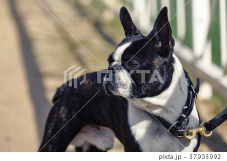 Portrait of bulldog on a leash 37903992