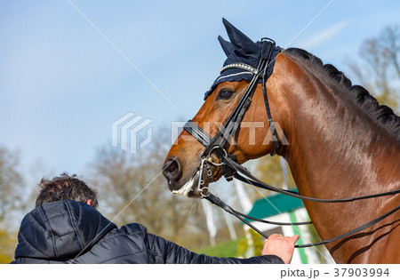 Head of a dressage horse wearing an anti-fly cap Head of a dressage horse wearing an anti-fly cap 37903994